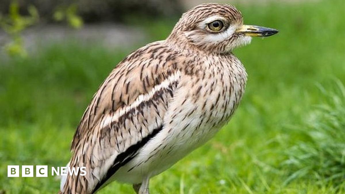 applewildlife's tweet card. Councils say locations earmarked for new homes may no longer be suitable.