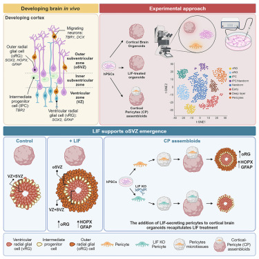 CellReports's tweet card. Walsh et al. show that exogenous LIF treatment promotes the emergence of outer radial glia (oRG). LIF-treated organoids recapitulate the formation of an outer subventricular zone (oSVZ). A similar...