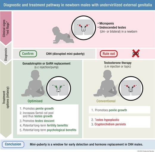 drsashahoward's tweet card. Abstract. There are 3 physiological waves of central hypothalamic-pituitary-gonadal (HPG) axis activity over the lifetime. The first occurs during fetal li