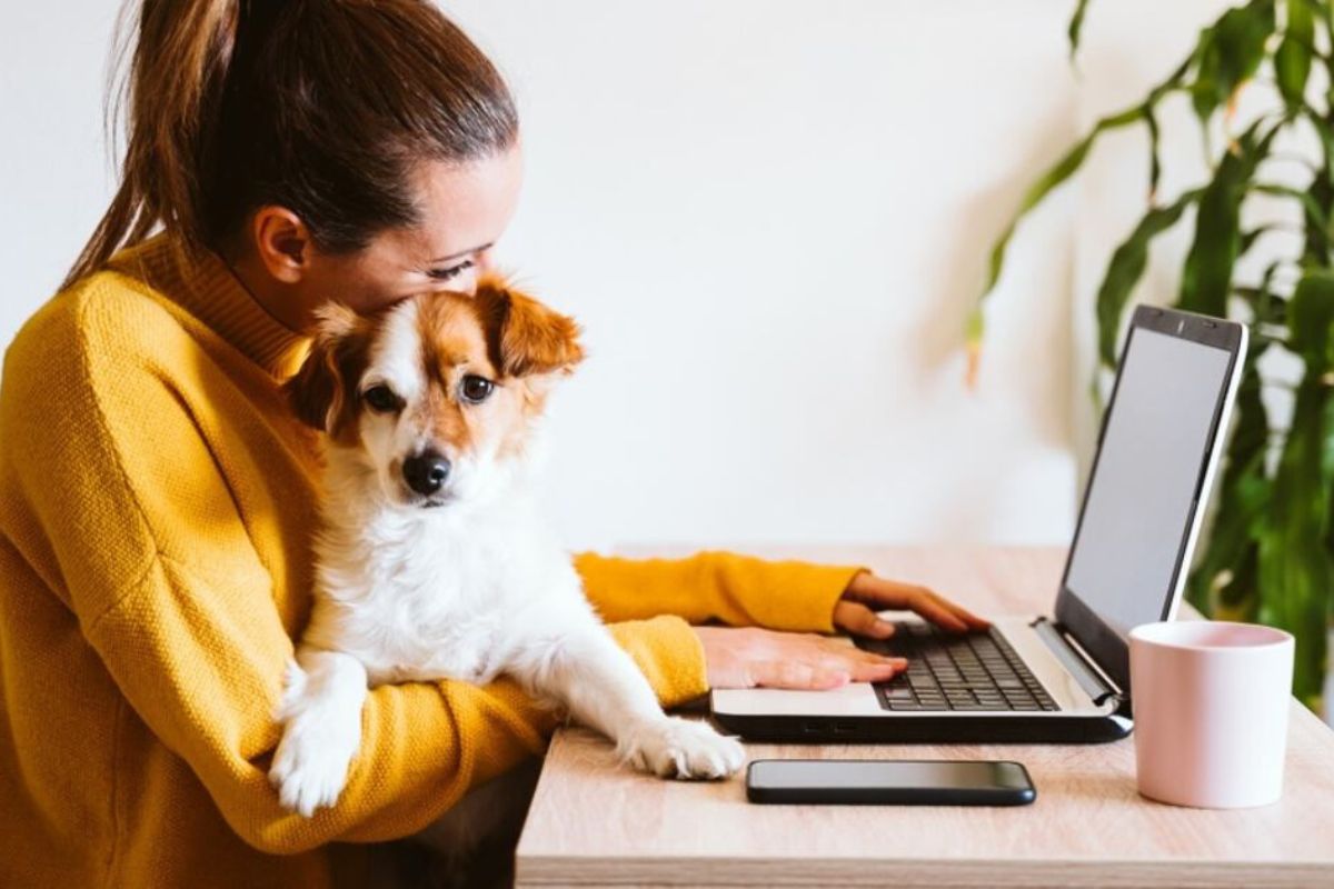 pauloyolatl's tweet card. Purina® reafirma su compromiso de enriquecer la vida de las mascotas y de las personas que las aman a través de su programa Pets at Work, el cual está diseñado para guiar