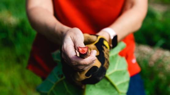 libby_indermaur's tweet card. A little sour, a little sweet, a tiny bit vegetal: New rhubarb cultivars could be a significant boon to the state’s wines, beers, distilled spirits and hard ciders.