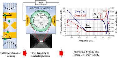 amirhossein2370's tweet card. The use of the intrinsic electrical properties of a single cell by broadband electrical impedance spectroscopy (EIS) as a label-free and non-invasive method to monitor cellular and intracellular...