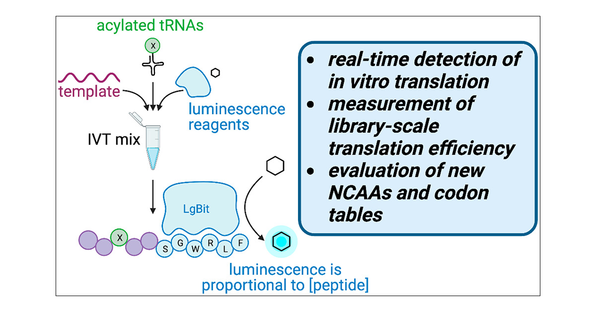 SijieWang5's tweet card. Advances in genetic code reprogramming have allowed the site-specific incorporation of noncanonical functionalities into polypeptides and proteins, providing access to wide swaths of chemical space...