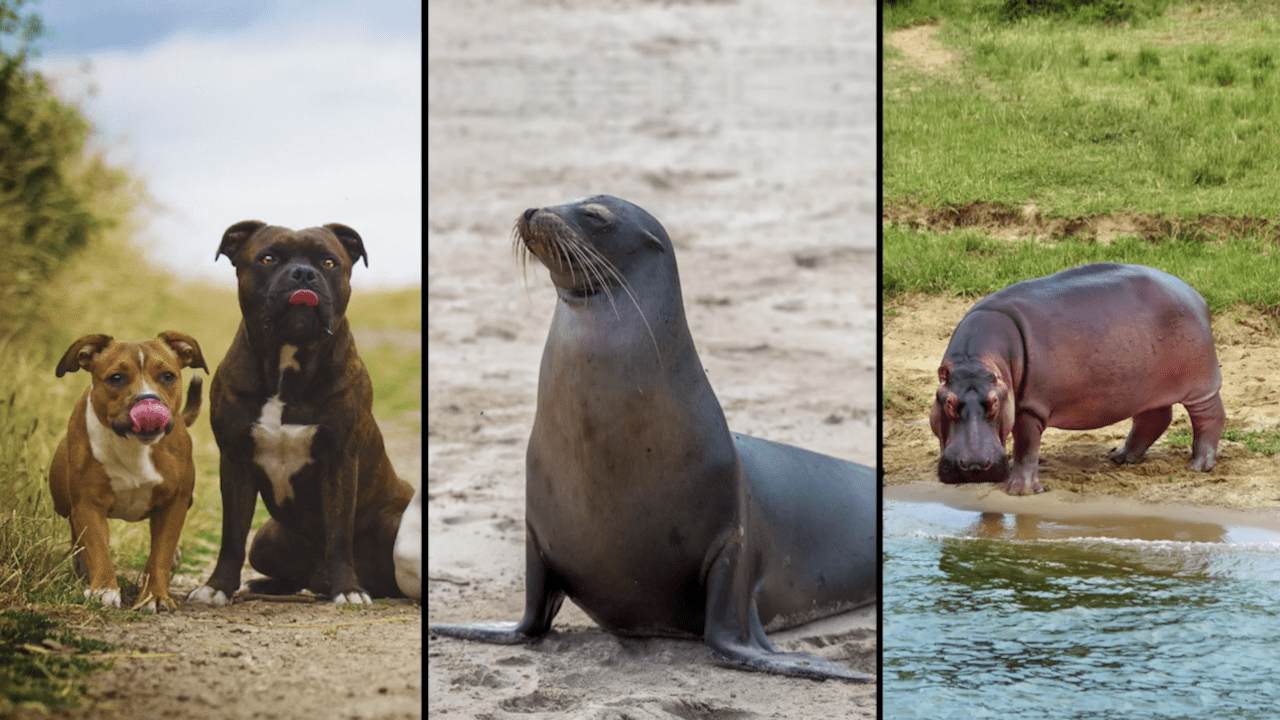 wstechlib's tweet card. Watch the video to discover the answer to "Can animals get a sunburn?" and don't forget to vote for next week's question!