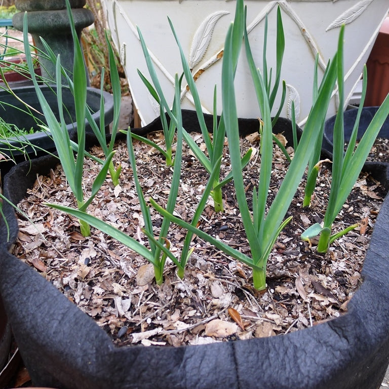 SmartPots's tweet card. Early Vegetables for Spring, Plants to Grow in The Spring Even when the weather is too chilly to sit in the garden, you can plant a spring garden of early edibles. These are vegetables that can be...