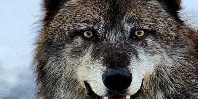 tcryptidhunter's tweet card. The state is home to nine packs and about 70 wolves, marking a triumph for nature but a challenge for ranchers