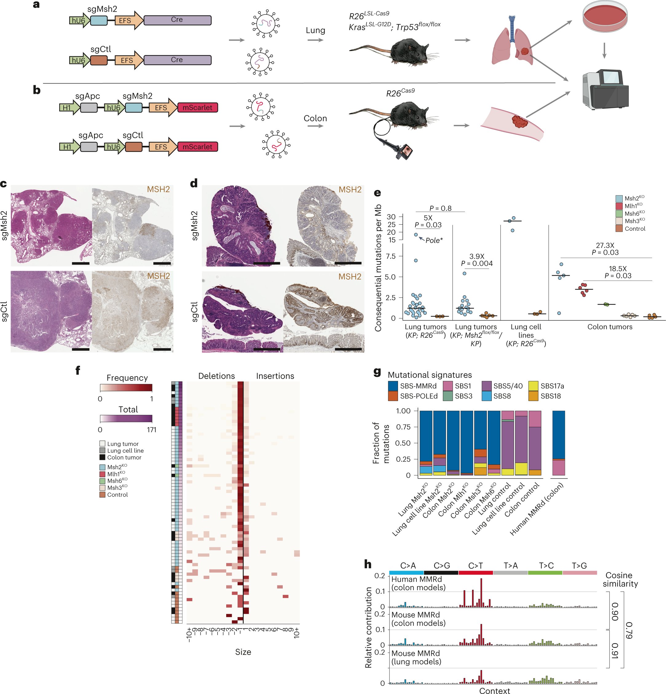 PeterMKWestcott's tweet card. Nature Genetics - Mouse models of lung and colorectal cancer with sporadic DNA mismatch repair deficiency clarify that the intratumor heterogeneity and clonal architecture rather than tumor...