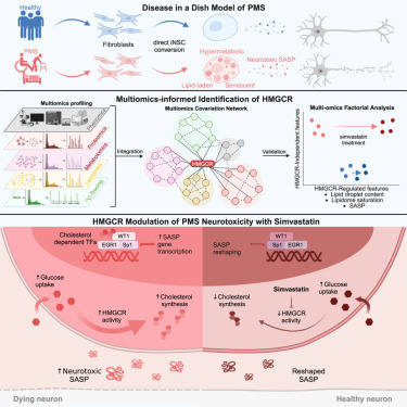 Pluchinolab's tweet card. Ionescu, Nicaise, and colleagues reveal that induced neural stem cells (iNSCs) from patients with progressive multiple sclerosis (PMS) are senescent and exhibit a hypermetabolic phenotype linked to...