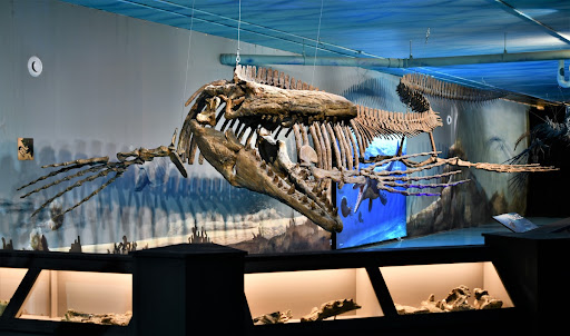 cityofmorden's tweet card. From an old post office basement to the Guinness World Records, this fossil collection has come a long way.