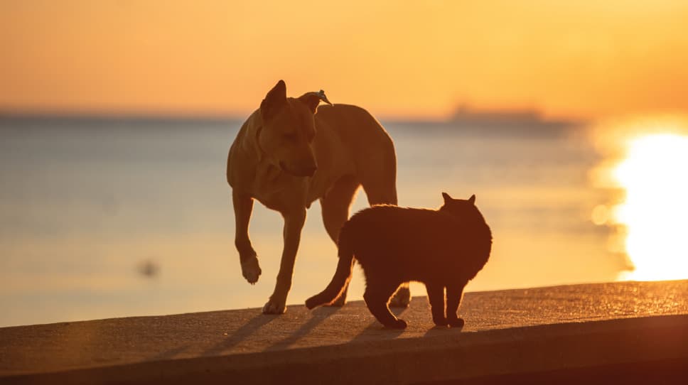 RealAssetsAdv's tweet card. In a move that could dramatically expand access to private market investing, a newly signed executive order from the Trump administration aims to lower restrictions on adding private assets like...