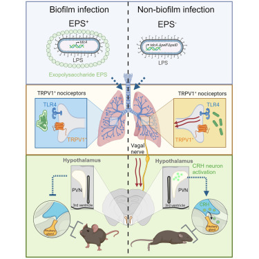 pseudocap's tweet card. Biofilm production alters sickness during P. aeruginosa pneumonia by masking the ability of TLR4-TRPV1+ lung nociceptors to activate corticotropin-releasing hormone-mediated acute stress pathways in...