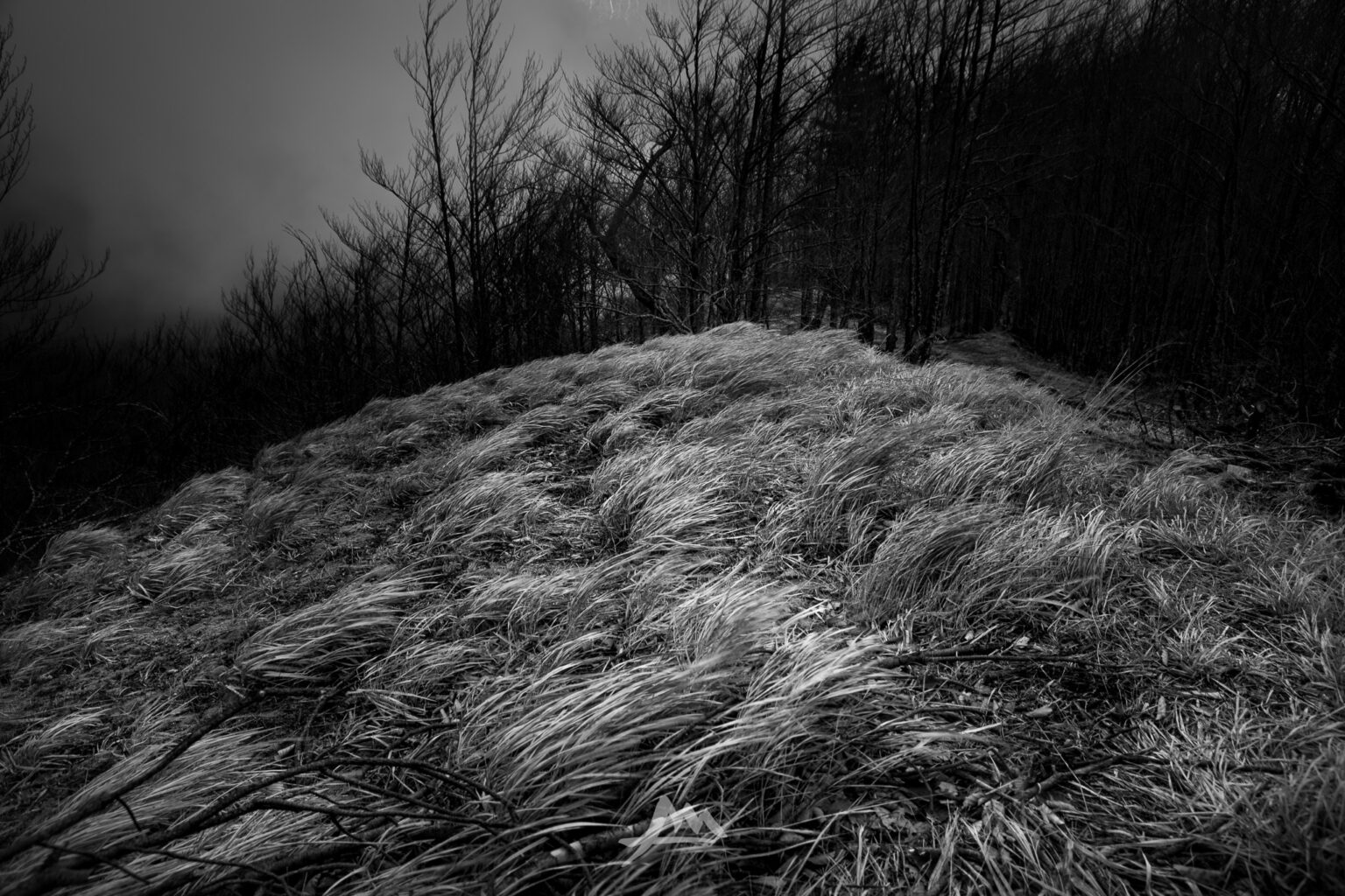 filippomacchi's tweet card. Affidarsi e fidarsi: due modi diversi di vivere un cammino, entrambi capaci di trasformare ogni passo in un incontro con l'ignoto.