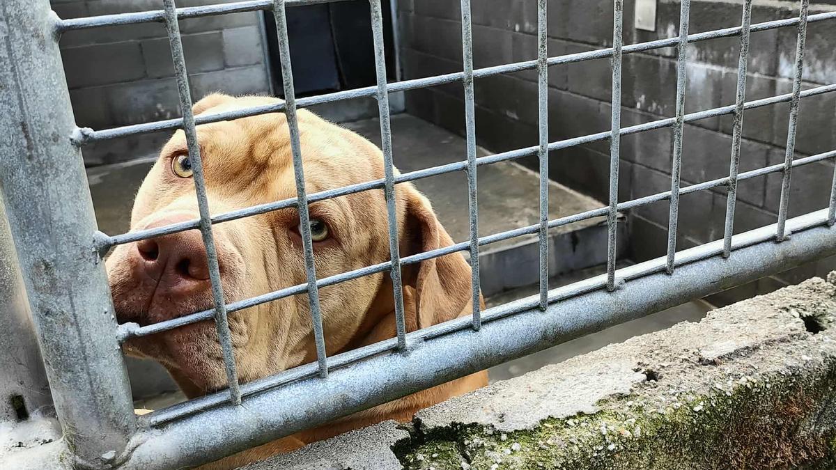 ecoloxistasCSar's tweet card. En un escrito, acusan al Patronato de Bando de «mala xestión» y denuncian que los perros llevaban meses totalmente confinados en un canil