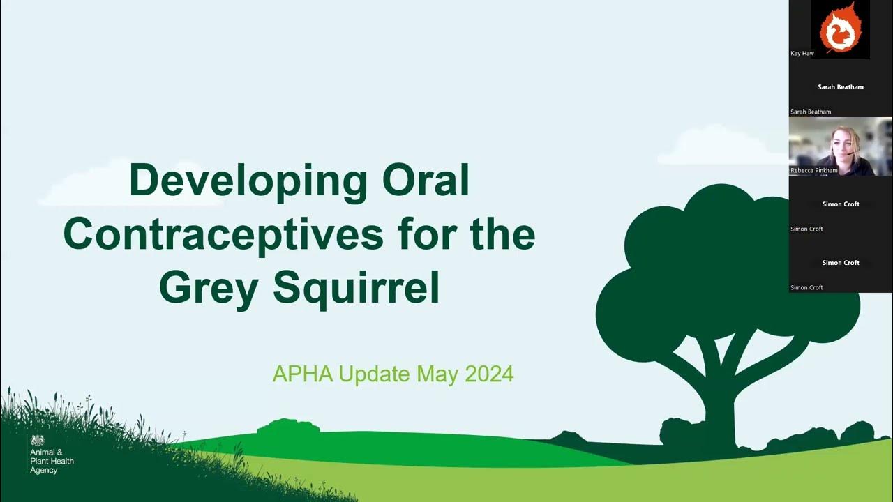 SquirrelAccord's tweet card. Grey squirrel fertility control research webinar 2024