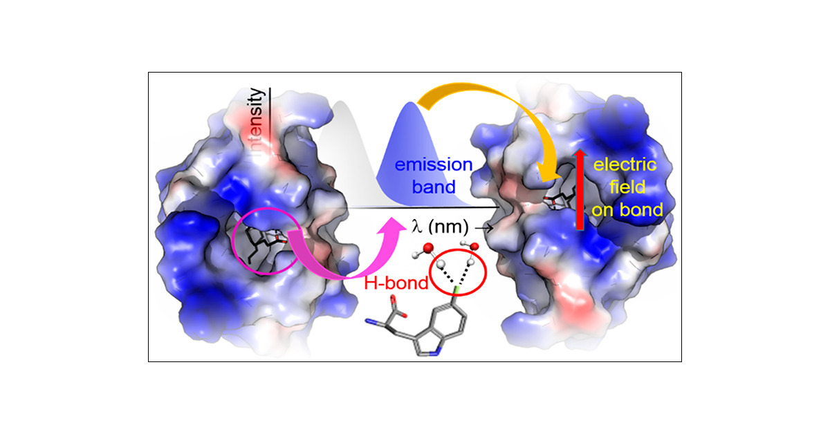 bagchilab's tweet card. Cyano-tryptophan is an unnatural fluorescent amino acid that emits in the visible region. Along with the structural similarity with tryptophan, the unique photophysical properties of this fluorophore...