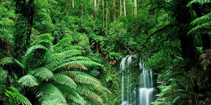 amazonoldwork's tweet card. If you sign this petiton 100000, I will buy all the Amazon Rainforest. Please sign. (375 signatures on petition)