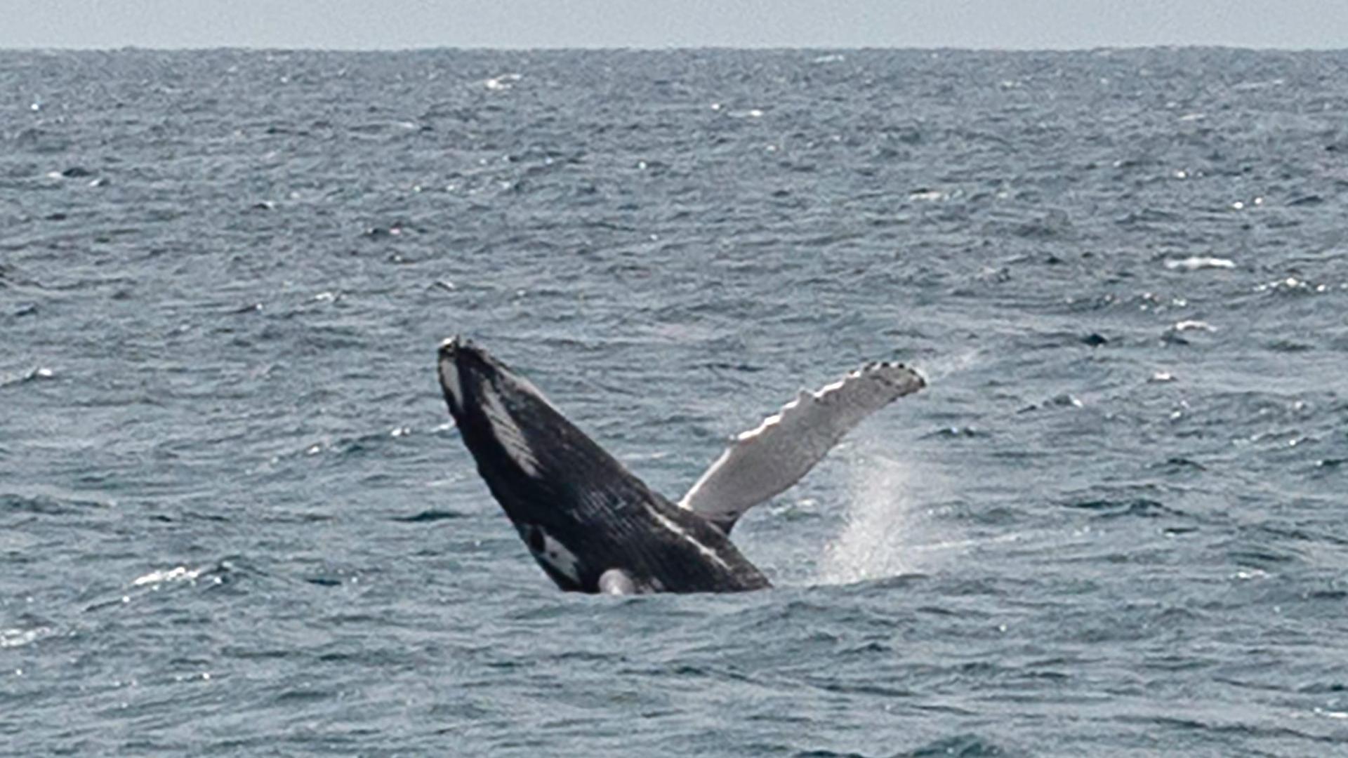 CLICproject's tweet card. Buone notizie dai ricercatori, i primi di giugno l'esemplare è stato visto e riconosciuto oltre lo stretto di Gibilterra e ora si spera che raggiunga i suoi si…