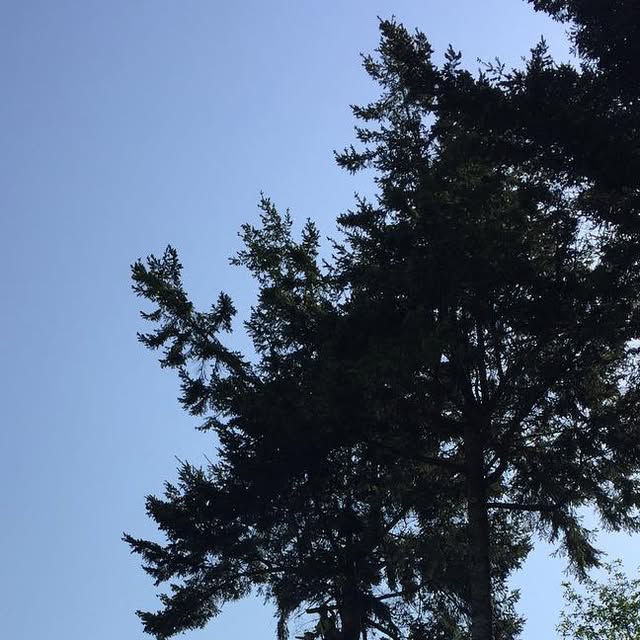 FieldsTreeCare's tweet card. Fields Tree Care LLC (@fieldstreecare) • Instagram photo