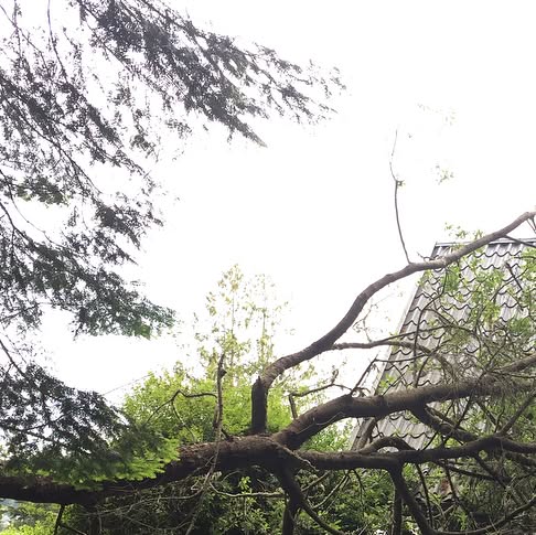 FieldsTreeCare's tweet card. Fields Tree Care LLC (@fieldstreecare) • Instagram photos and videos