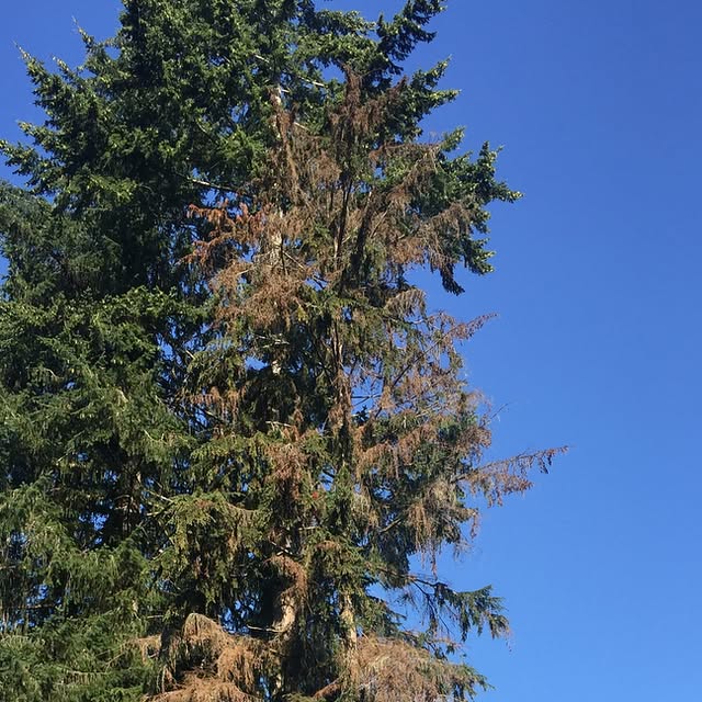 FieldsTreeCare's tweet card. Fields Tree Care LLC (@fieldstreecare) • Instagram photos and videos