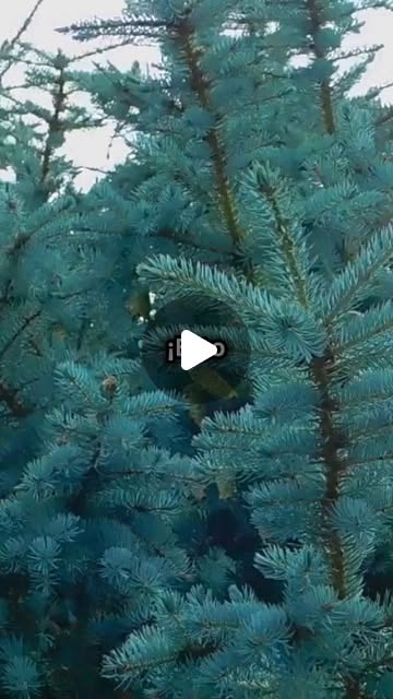 jarubio81's tweet card. Amo los pinos (@fotosdepinos) • Instagram reel