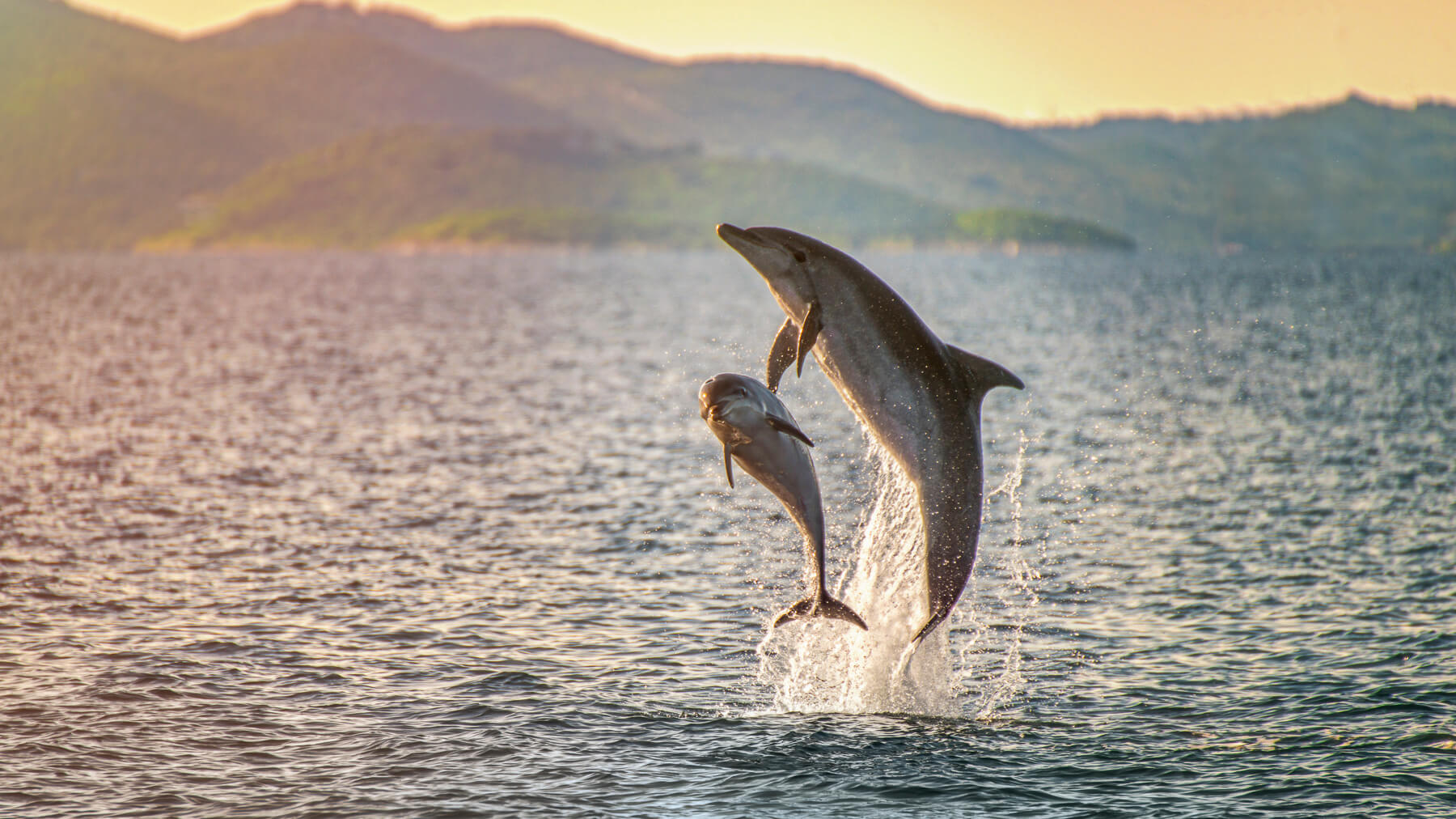 Sea_Help's tweet card. Tauchen Sie ein in die Welt der Adriadelfine und erfahren Sie, wie wichtig ihr Schutz ist.