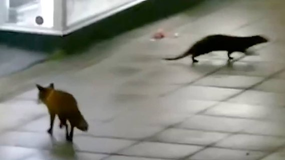 Image for twitter card