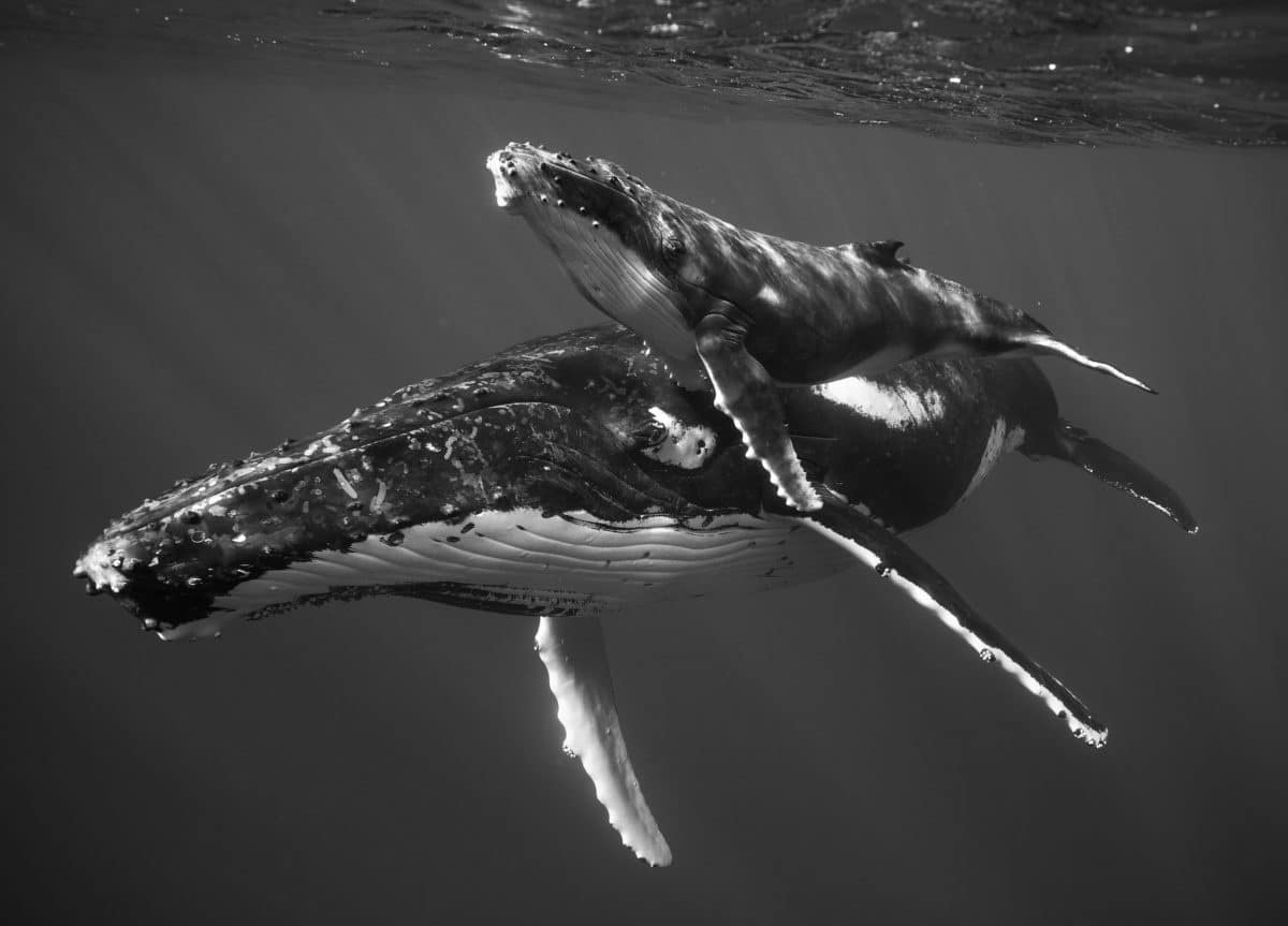 davidfgruber's tweet card. The acoustic biologist on what she’s learned about life from decoding the language of two of the world’s largest creatures.