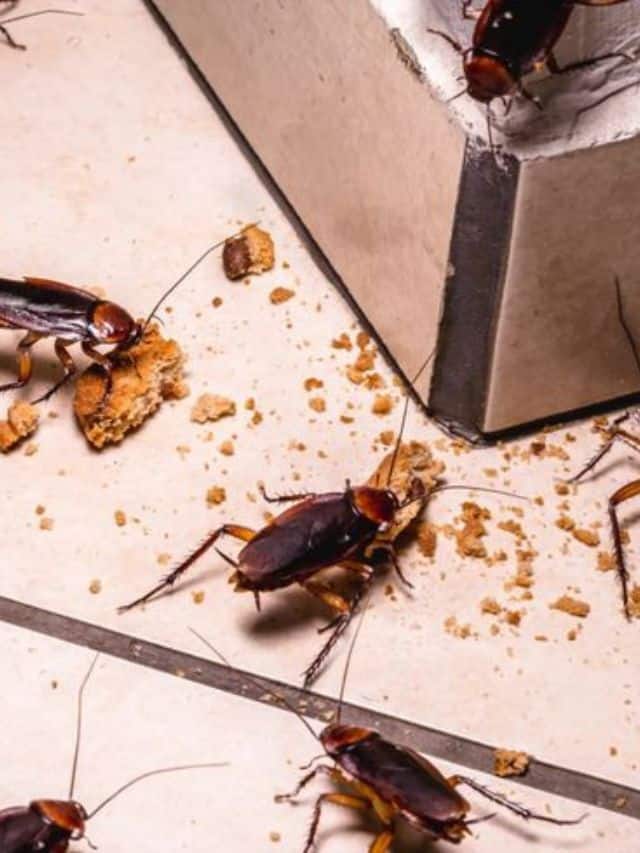 Zee24Kalak's tweet card. વંદાઓએ ઘરમાં આતંક મચાવ્યો છે? તો અપનાવો આ દેશી જુગાડ, મળી જશે છુટકારો