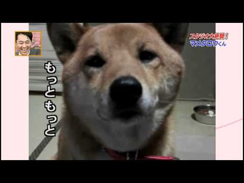 giancarlo_al's tweet card. 小Mic報報: 會控制音量的柴犬（中文字幕）