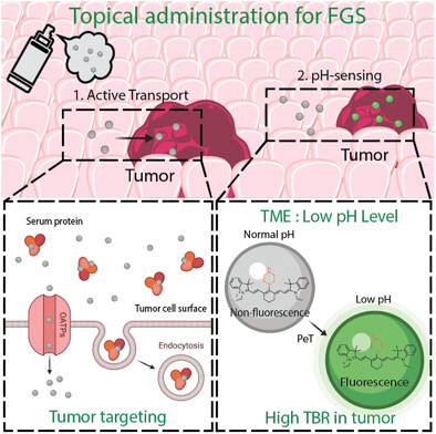 SKashiwagiMDPhD's tweet card. PH08 shows intrinsic targetability to organic anion transporters, which are often overexpressed in cancer cells, and are taken up by tumor cells via endocytosis. The rapid reduction in intramolecul...