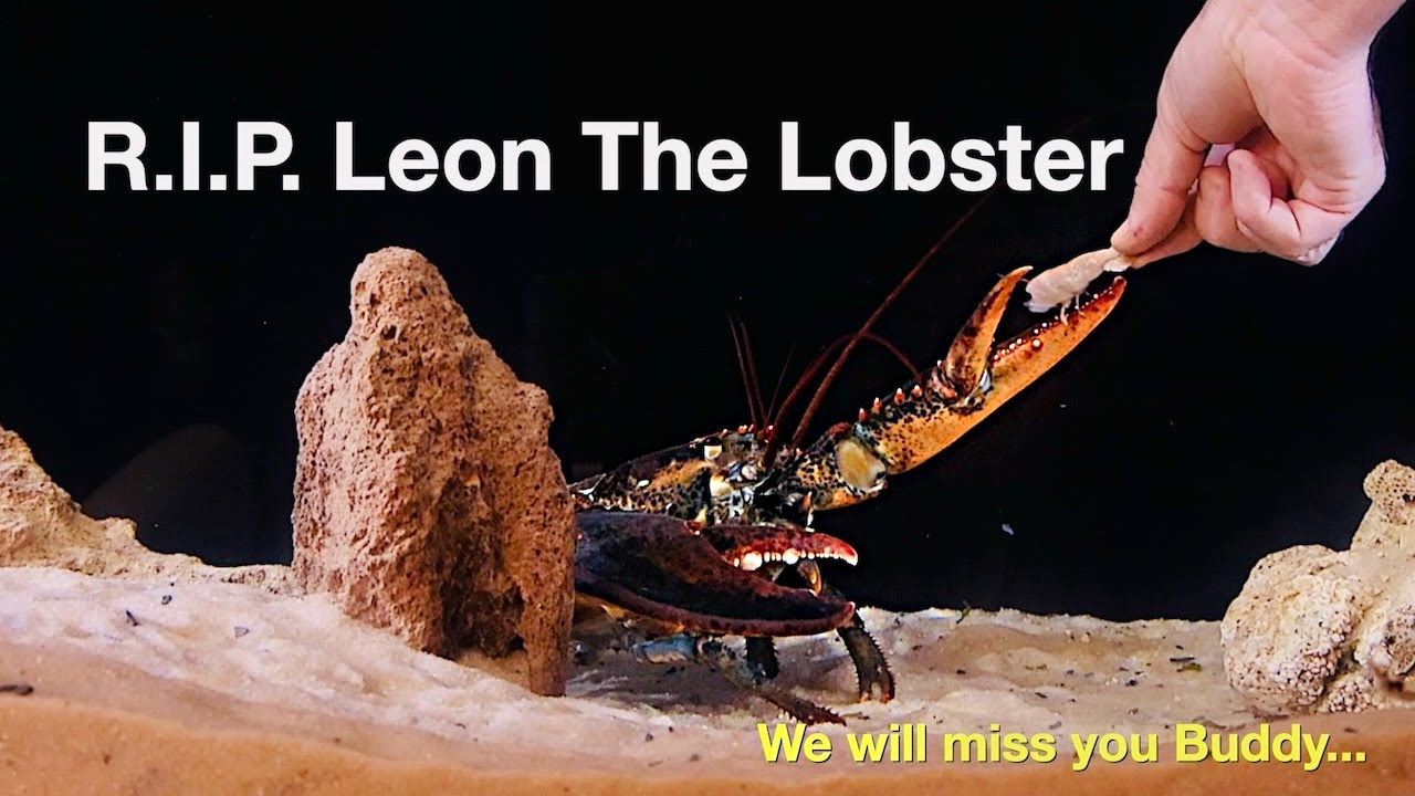 Corgiboltz's tweet card. R.I.P. Leon The Lobster... We will miss you Buddy