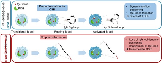 Michel_CogneLab's tweet card. Abstract. In B lymphocytes, class switch recombination (CSR) is an essential process that adapts immunoglobulin (Ig) subtypes to antigen response. Taking p