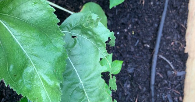 Tweet card summary image