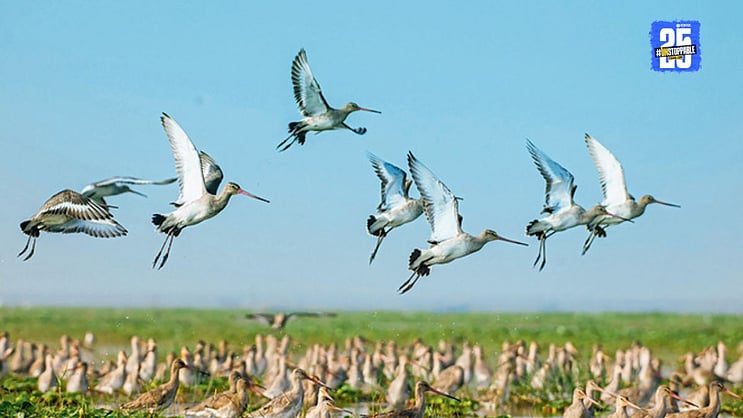 SakalMediaNews's tweet card. भुवनेश्‍वर : हिवाळ्याची चाहूल लागताच चिलिका सरोवर पुन्हा एकदा पक्ष्यांच्या किलबिलाटाने गजबजले आहे. आशियातील या सर्वात मोठ्या खाऱ्या पाण्याच्या सरोवराच्या विस्ती