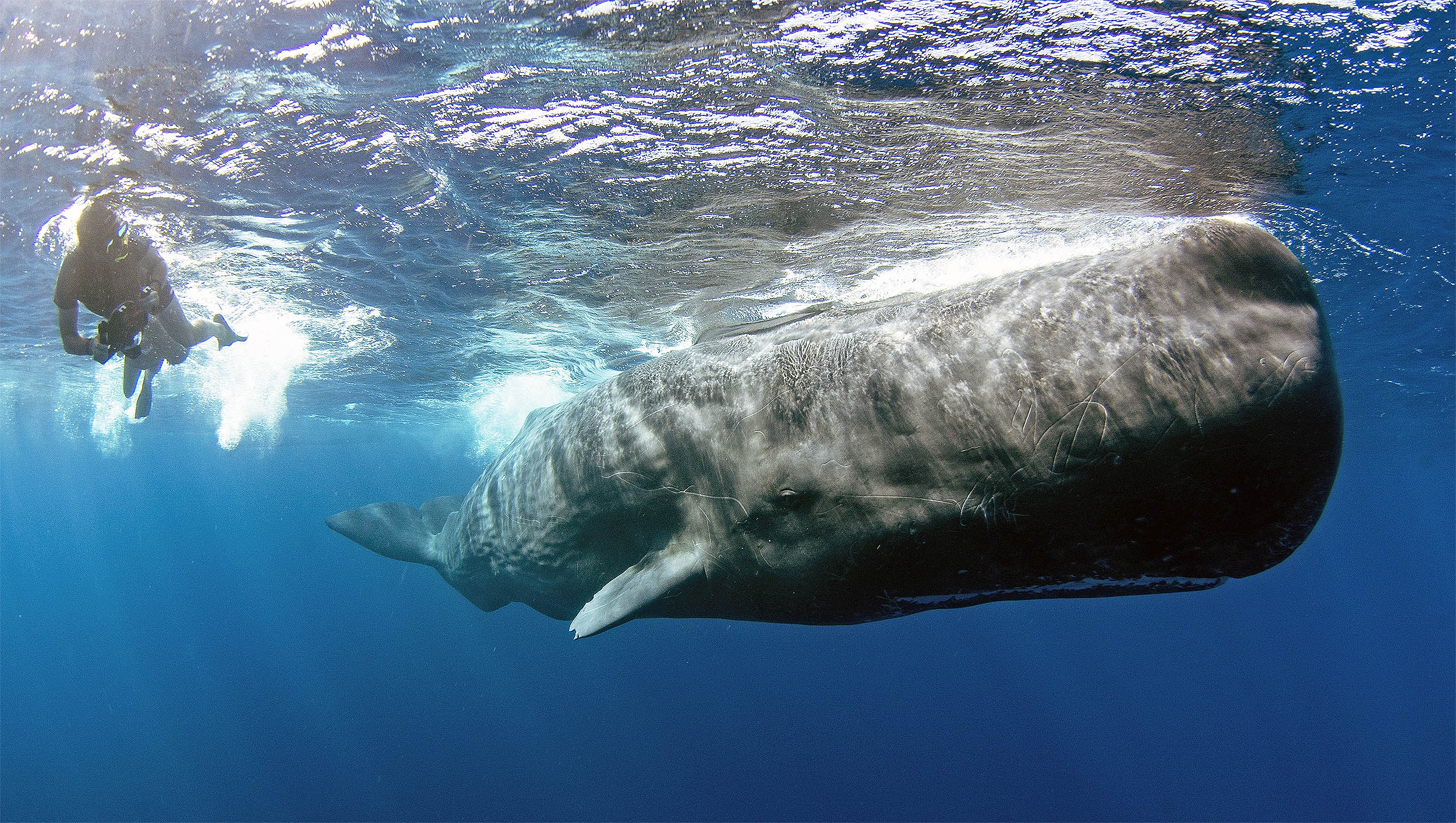 TechTradeTao's tweet card. New research reveals vowel-like patterns inside sperm whale click messages, or codas, suggesting surprisingly rich communication.