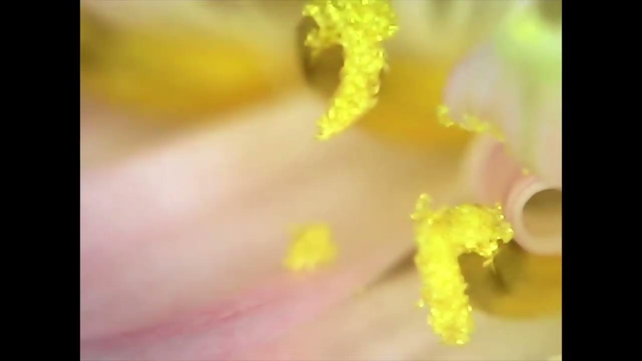 jessekanda's tweet card. Doon Kanda - awase