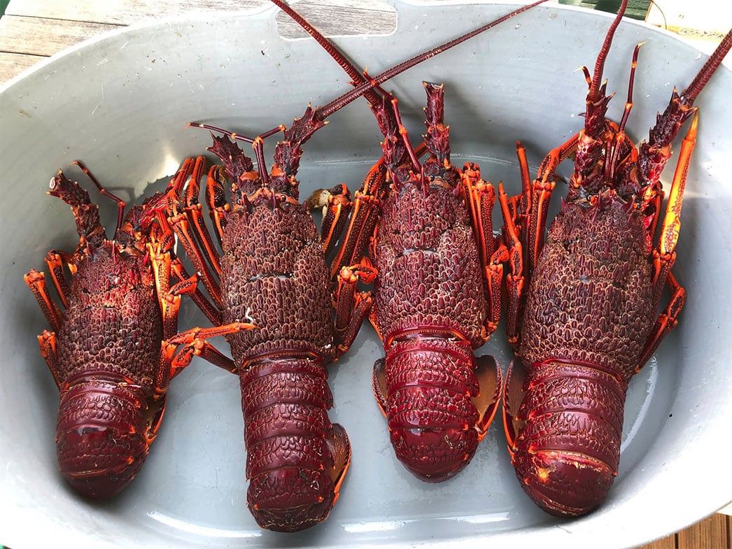 NickFeik's tweet card. The commercial rock lobster fishery south of the D'Entrecasteaux Channel is now closed effective 15 November 2025