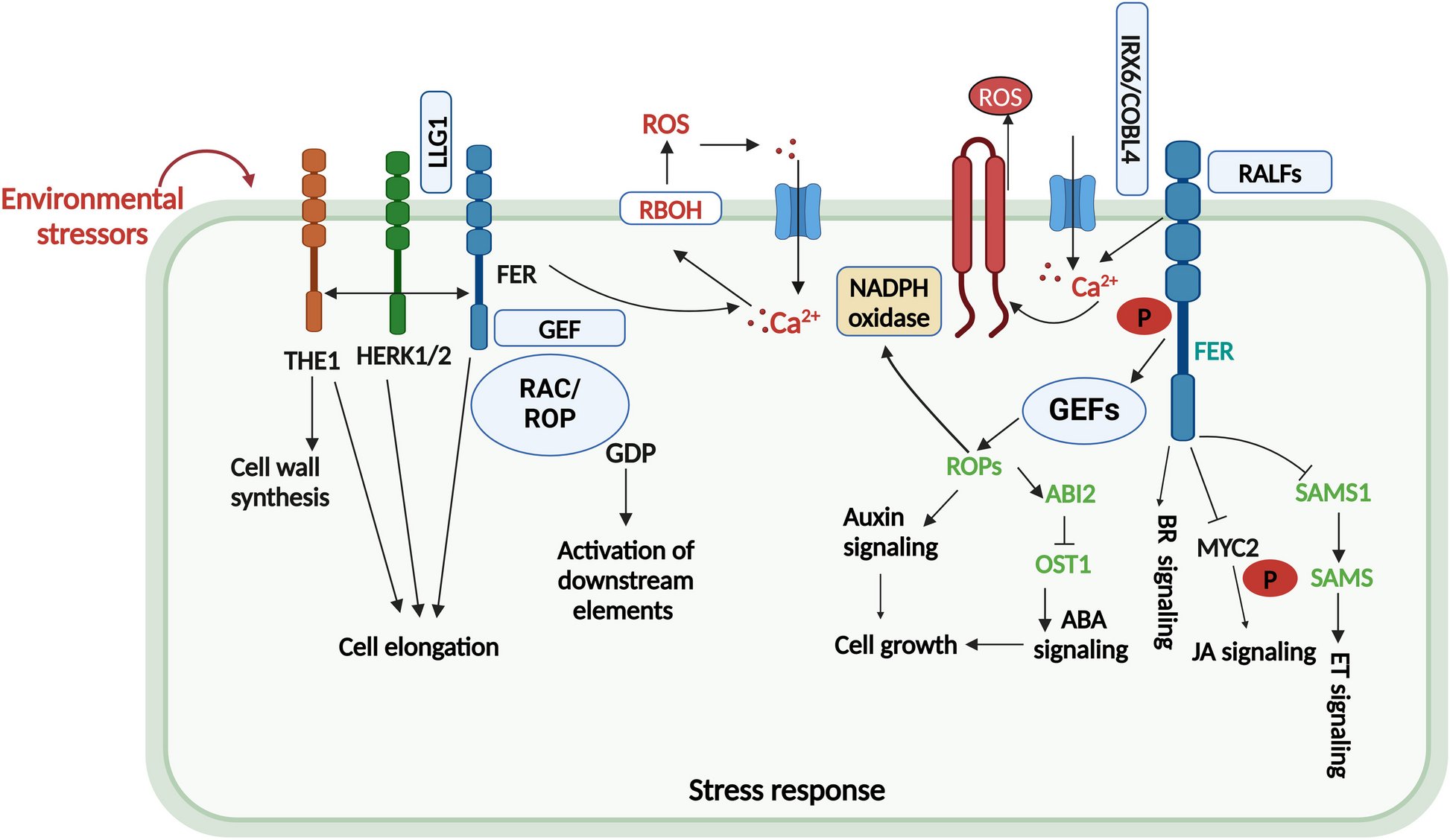 stressbiology's tweet card. Stress Biology - As a barrier between the cell and its environment, the plant cell wall provides structural support during development and stress response. Plants are able to sense their...