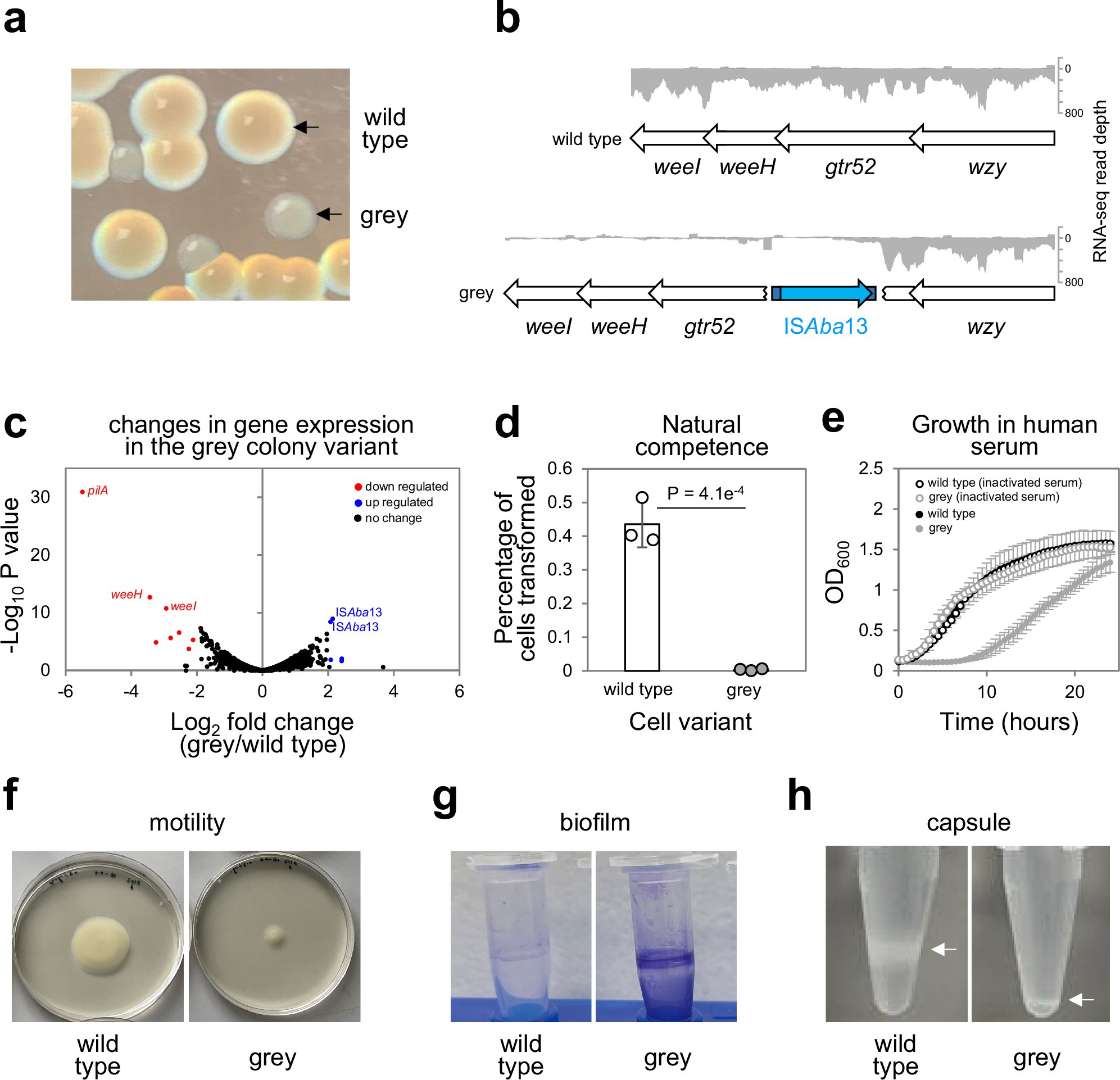 GraingerLab's tweet card. Nature Communications - H-NS is a DNA-binding protein that silences transcription of horizontally acquired genes in bacteria. Here, Cooper et al. show that, in addition, H-NS acts as a transposon...