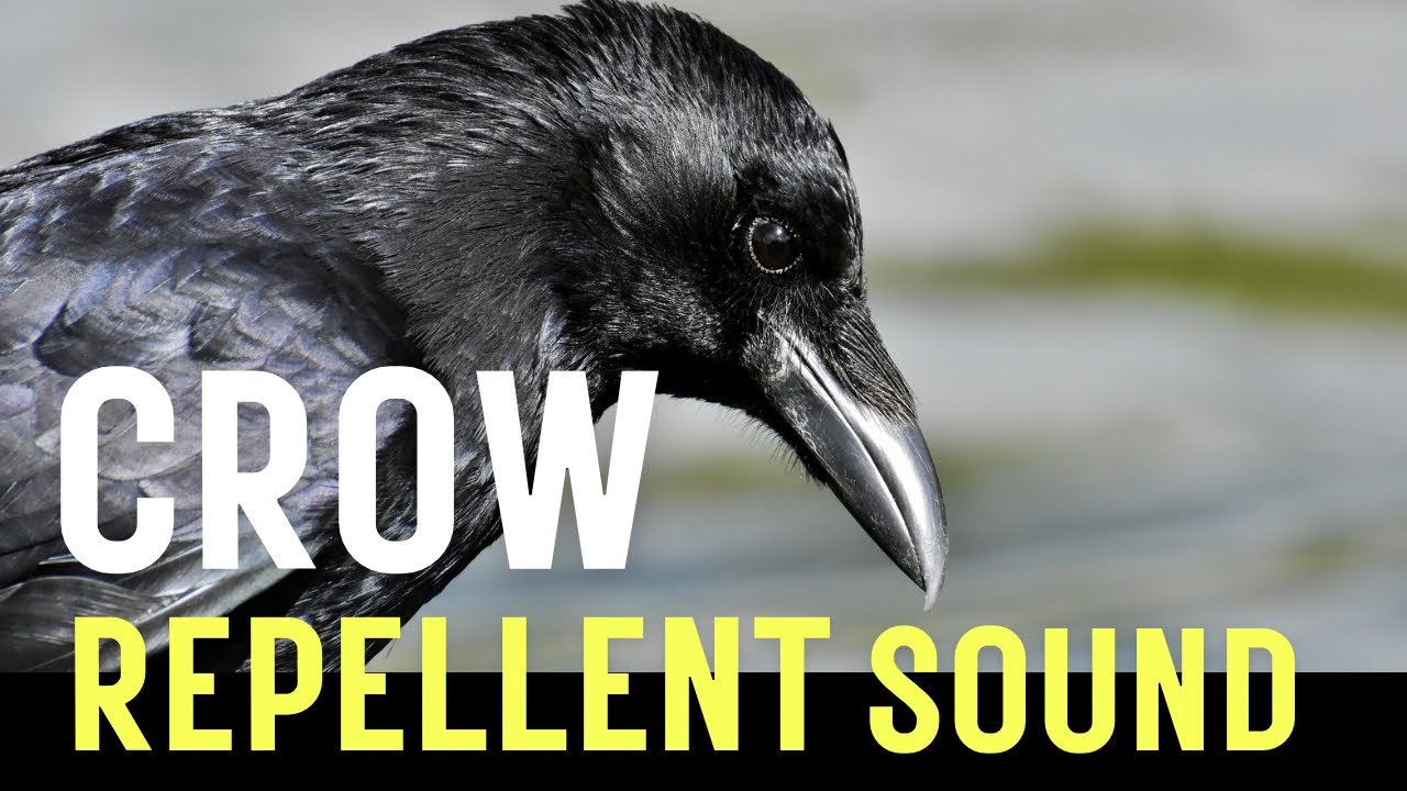 vsonic_001's tweet card. Crow Repellent Sound, Hawk sound and Ultrasonic Waves