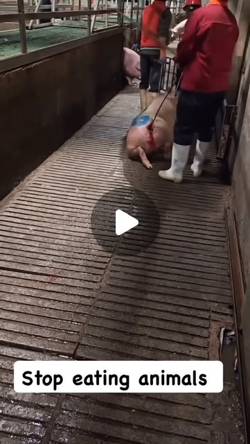 RavenTW's tweet card. Marc Wessang (@alsaceanimalsave) • Instagram reel