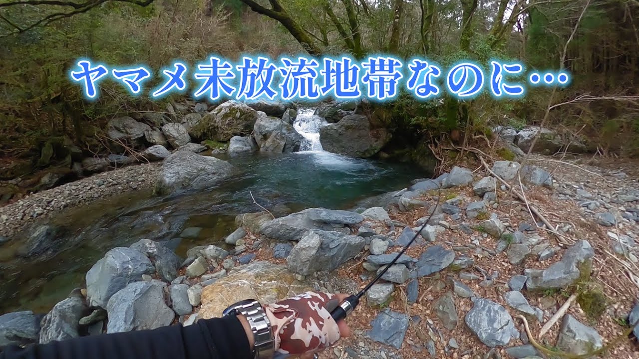 TegenaTuri_Tube's tweet card. 3月～ヤマメ未放流の藪沢で地ヤマメを狙う～