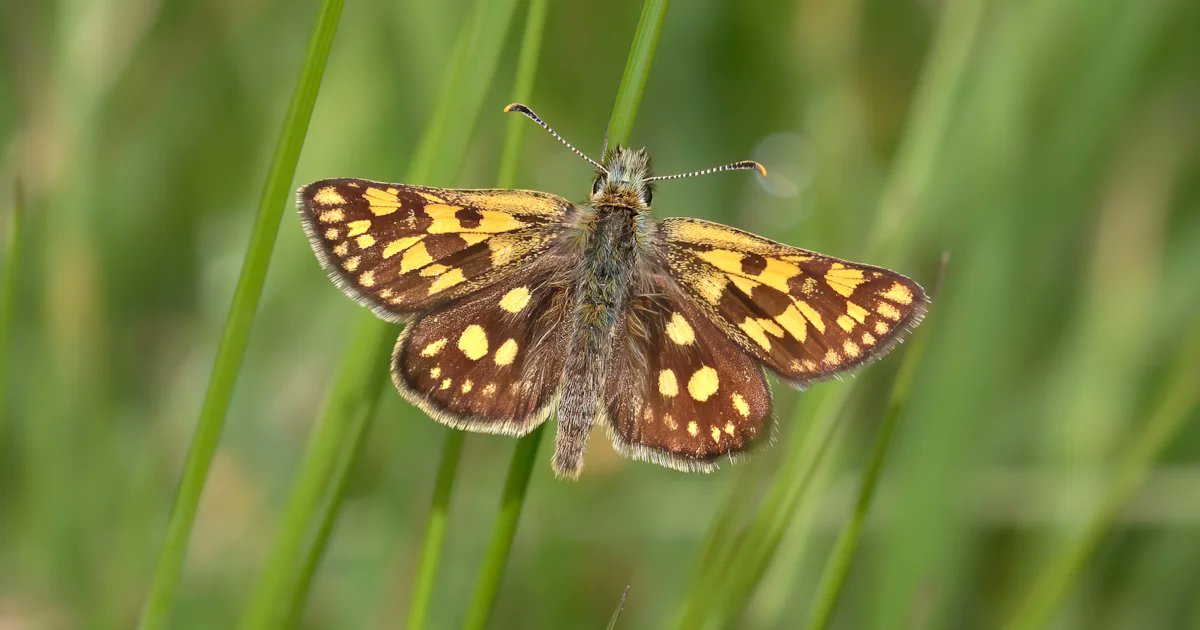 BirdGuides's tweet card. After Chequered Skipper went extinct in England some 50 years ago, the reintroduction of the butterfly has been declared a success by conservationists. The species was always scarce, but died out in...