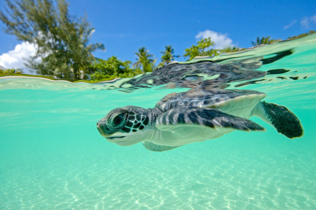 Cryp_donate's tweet card. Conserving biodiversity and protecting the oceans by rescuing sea turtles. Support the mission of Turtle Foundation with your crypto & bitcoin donation.
