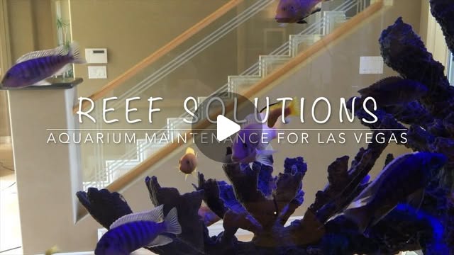 ReefSolutions1's tweet card. Kevin (@reefsolutions) • Instagram video