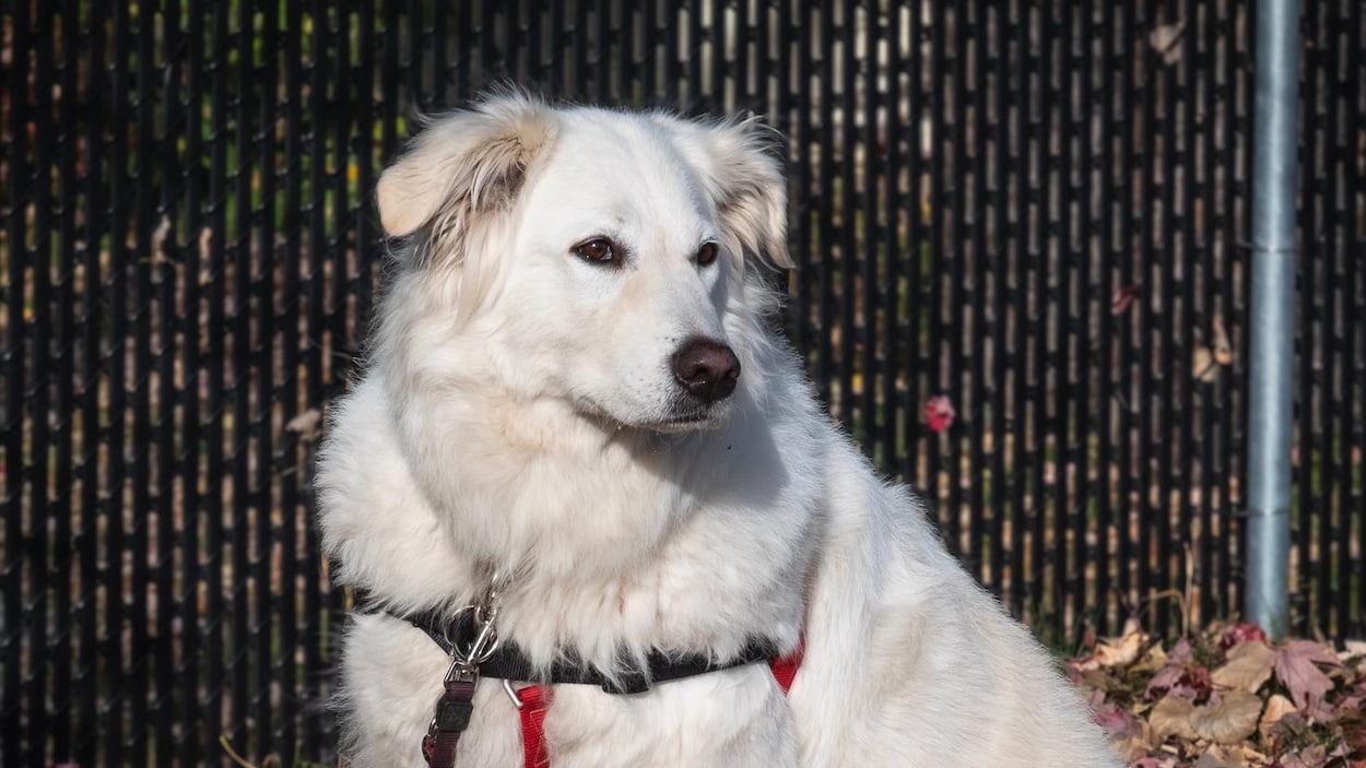 colasente's tweet card. Certains organismes imposeraient des conditions illégales à ceux qui adoptent auprès d'eux des animaux de compagnie, a constaté La facture.