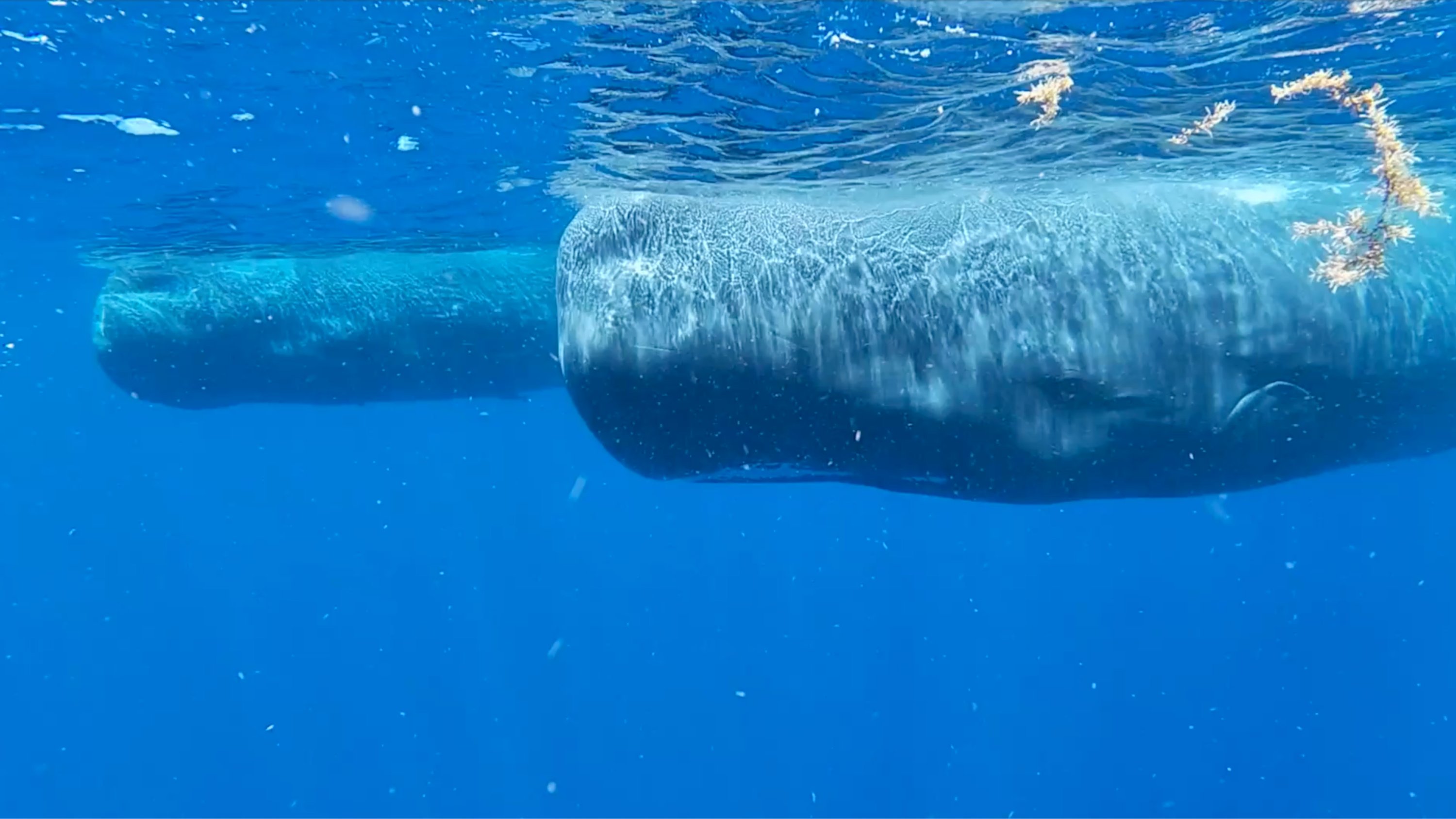 Prof_Kennedy's tweet card. This is not your average chatbot.