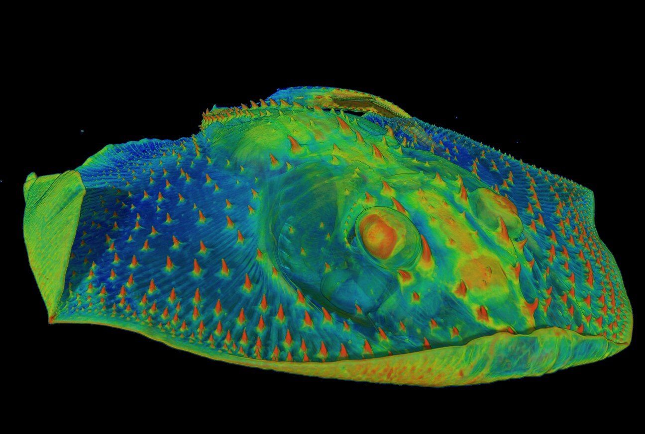 NeilShubin's tweet card. Anyone who has ever squirmed through a dental cleaning can tell you how sensitive teeth can be. This sensitivity gives important feedback about temperature, pressure—and yes, pain—as we bite and chew...
