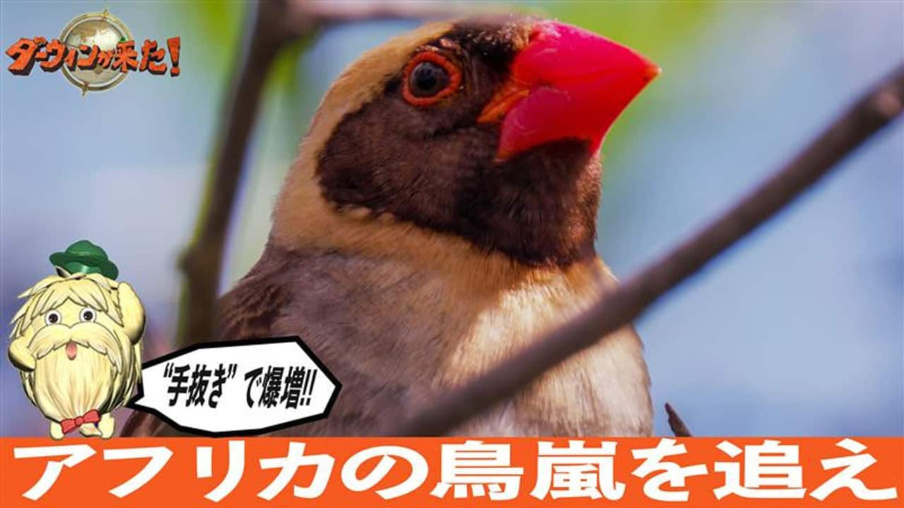 nhk_darwin's tweet card. 【NHK】世界一数が多い野鳥と言われるコウヨウチョウ。推定生息数は１５億羽以上、大群が空を埋め尽くす様子は砂嵐ならぬ「鳥嵐」だ。なぜこんなに数を増やせるのか？生息地のアフリカ南部で繁殖に密着すると・・つがいの相手を決めるのも巣作りもスピード重視。親鳥は卵を日中温めず、未熟なうちにヒナを巣立たせるという驚きの事実が明らかに。だが実はここに数を爆増させる秘密があった。鳥の常識をくつがえす！型破り...